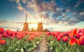 comparing cryptocurrency to Dutch Tulip crisis