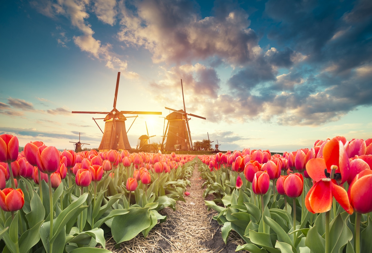 comparing cryptocurrency to Dutch Tulip crisis